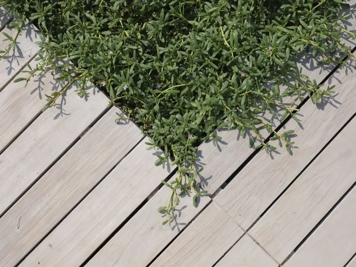 Floating & Ground-Level Decks in McAllen, TX